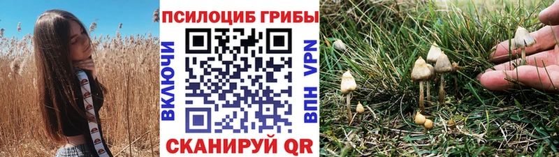 Галлюциногенные грибы Psilocybe  Волгоград 